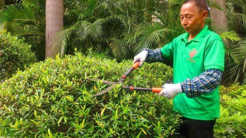 医院绿化养护流程：科学管理与健康环境的守护者**