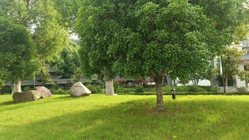公路绿化隔离带高度标准解析