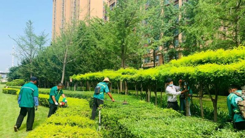 小区绿化树苗批发，如何规避价格陷阱？**